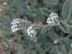 آفتاب پرست اروپایی